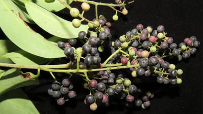 Embelia ribes