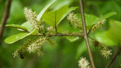 Embelia ribes