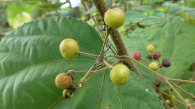 Embelia ribes