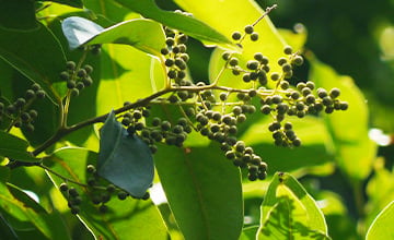 Embelia ribes