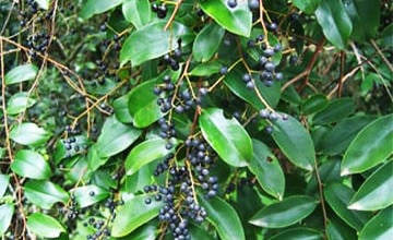 Embelia ribes