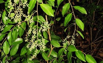 Embelia ribes