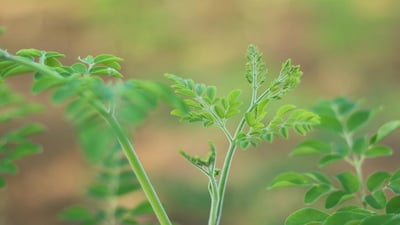 Moringa oleifera