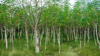 Moringa oleifera