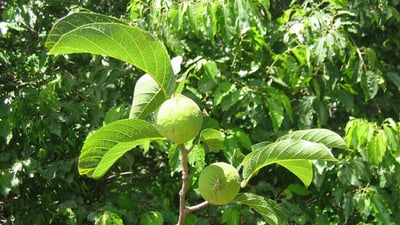 Antiaris toxicaria var. toxicaria