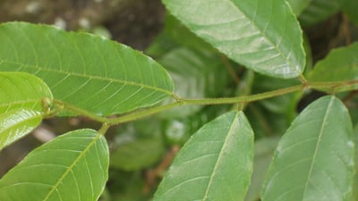 Antiaris toxicaria var. toxicaria