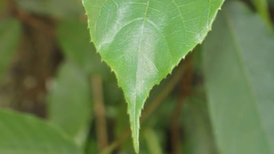 Antiaris toxicaria var. toxicaria