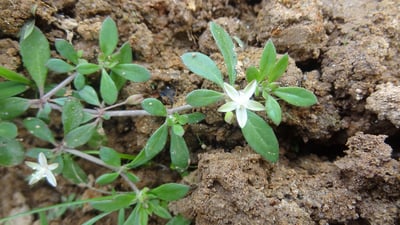 Glinus oppositifolia