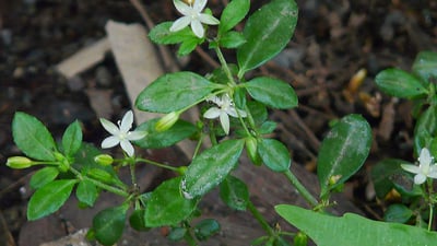 Glinus oppositifolia