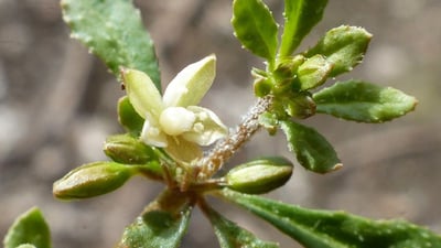 Glinus oppositifolia