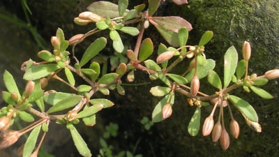 Glinus oppositifolia