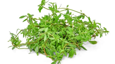 Glinus oppositifolia