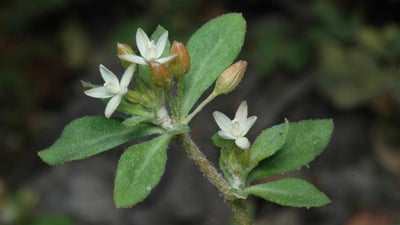 Glinus oppositifolia