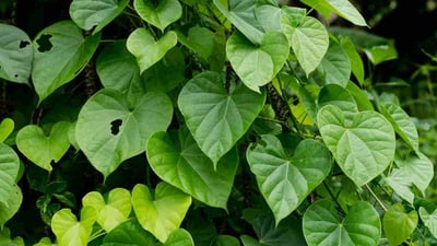 Tinospora sinensis
