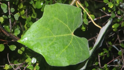 Tinospora sinensis