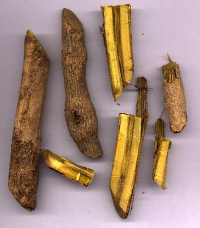 Coscinium Fenestratum