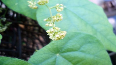 Cissampelos pareira  var. hirsuta