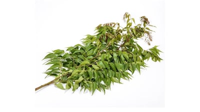 Azadirachta indica