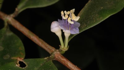 Memecylon capitellatum