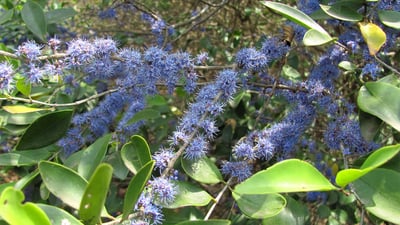 Memecylon capitellatum