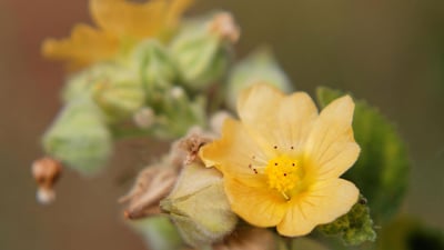 Sida cordifolia