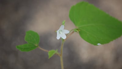 Sida cordifolia