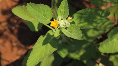 Sida cordifolia
