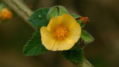Sida cordifolia