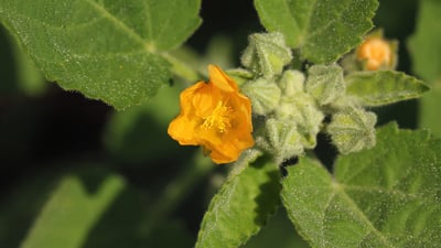 Sida cordifolia