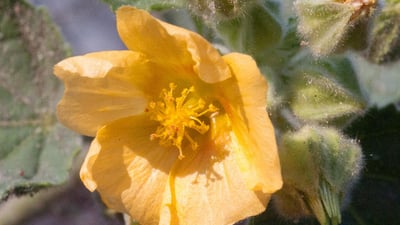 Sida cordifolia