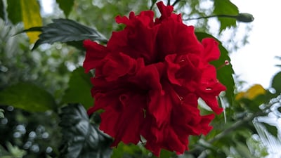 Hibiscus tiliaceus