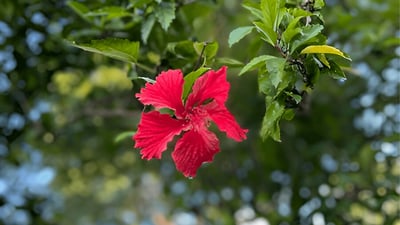 Hibiscus tiliaceus