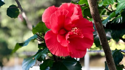 Hibiscus tiliaceus