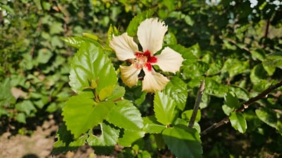 Hibiscus tiliaceus