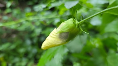 Hibiscus tiliaceus