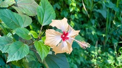 Hibiscus tiliaceus
