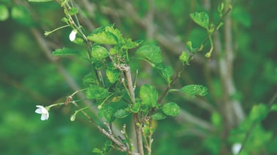 Hibiscus micranthus