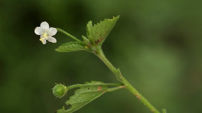 Hibiscus micranthus