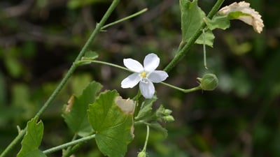Hibiscus micranthus