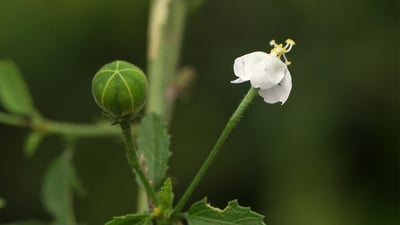 Hibiscus micranthus