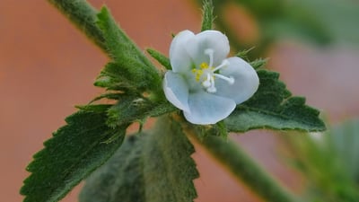 Hibiscus micranthus