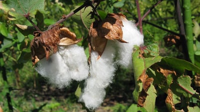 Gossypium arboreum