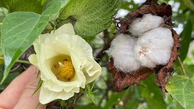 Gossypium arboreum