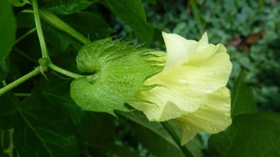 Gossypium arboreum
