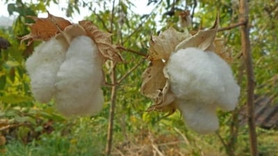 Gossypium arboreum