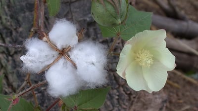 Gossypium arboreum