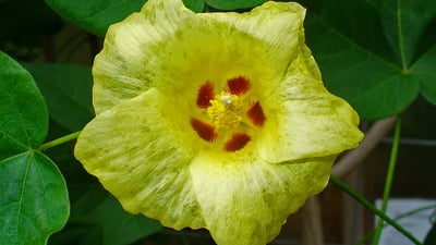 Gossypium arboreum
