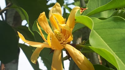 Michelia champaca  var. champaca