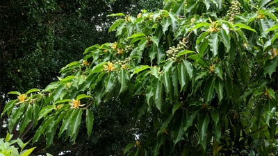 Michelia champaca  var. champaca