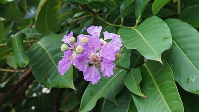 Lagerstroemia speciosa